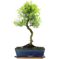 Kirschmyrte, Bonsai, 12 Jahre, 51cm