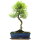 Brush cerry, Bonsai, 12 years, 51cm