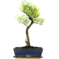 Brush cerry, Bonsai, 12 years, 53cm