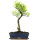 Syzygium, Bonsai, 12 letnie, §53§cm