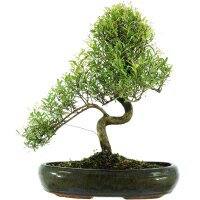 Brush cerry, Bonsai, 13 years, 48cm