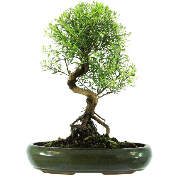 Eugenia, Bonsai, 13 ans, 47cm