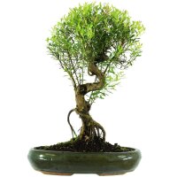 Brush cerry, Bonsai, 13 years, 52cm