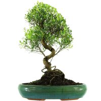 Kirschmyrte, Bonsai, 13 Jahre, 47cm