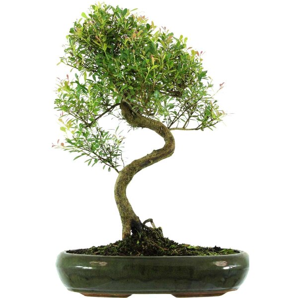 Brush cerry, Bonsai, 13 years, 51cm