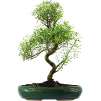 Brush cerry, Bonsai, 13 years, 53cm