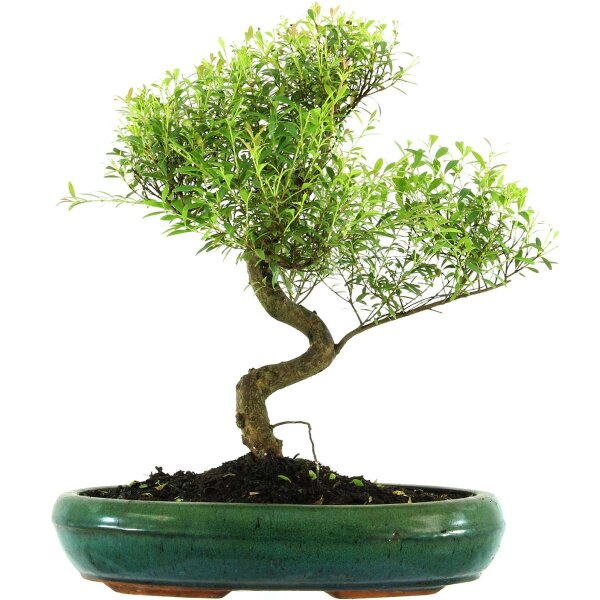 Eugenia, Bonsai, 13 anni, 46cm