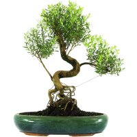 Kirschmyrte, Bonsai, 13 Jahre, 49cm