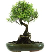 Syzygium, Bonsai, 13 años, 46cm