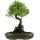 Brush cerry, Bonsai, 13 years, 46cm