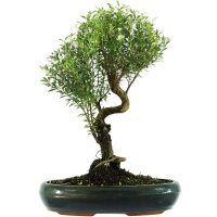 Brush cerry, Bonsai, 13 years, 52cm