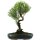 Syzygium, Bonsai, 13 letnie, §52§cm