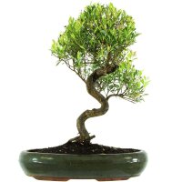 Kirschmyrte, Bonsai, 13 Jahre, 47cm