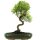 Eugenia, Bonsai, 13 ans, 47cm