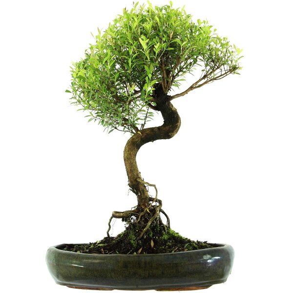 Brush cerry, Bonsai, 13 years, 50cm