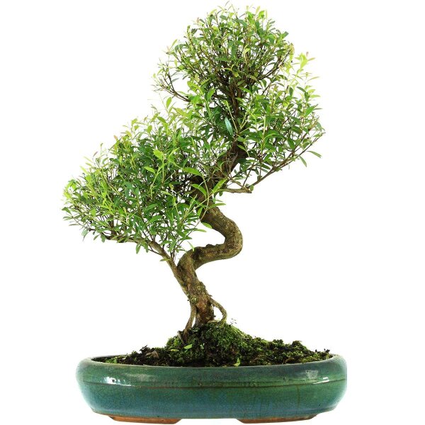 Eugenia, Bonsai, 13 ans, 54cm