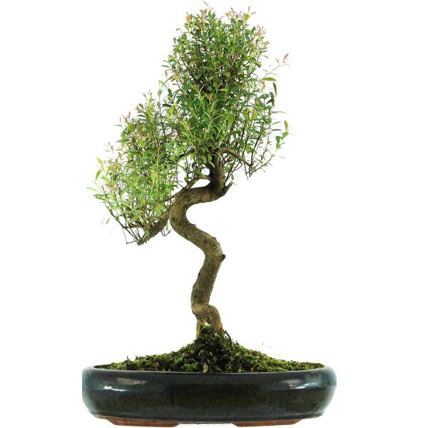 Eugenia, Bonsai, 13 ans, 60cm