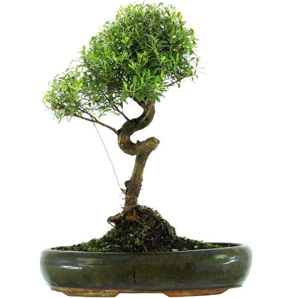 Eugenia, Bonsai, 13 anni, 49cm