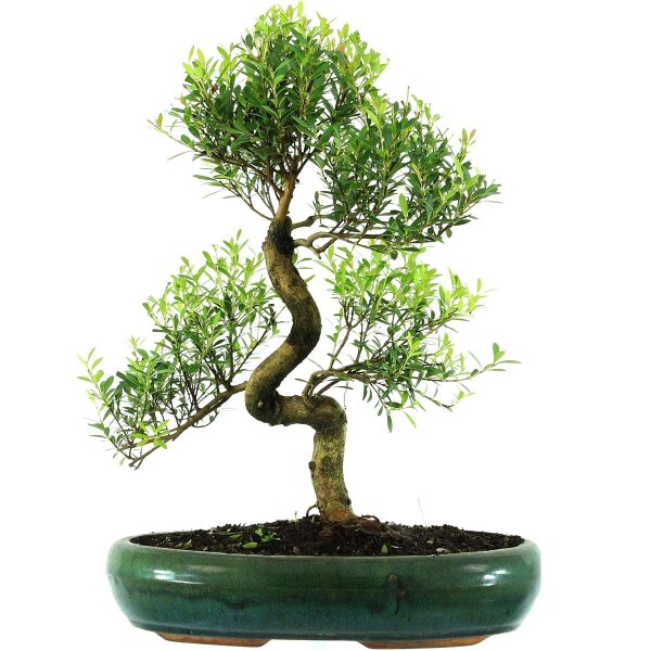 Brush cerry, Bonsai, 13 years, 51cm