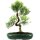 Brush cerry, Bonsai, 13 years, 51cm