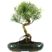 Eugenia, Bonsai, 13 ans, 49cm