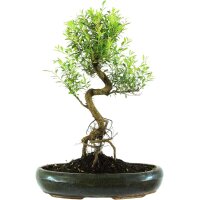 Brush cerry, Bonsai, 13 years, 50cm