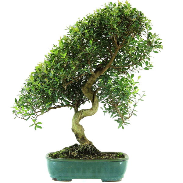 Syzygium, Bonsai, 14 letnie, §56§cm