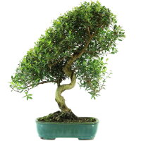 Kirschmyrte, Bonsai, 14 Jahre, 56cm