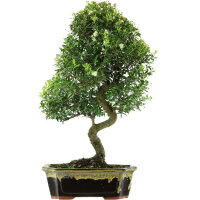 Brush cerry, Bonsai, 14 years, 61cm