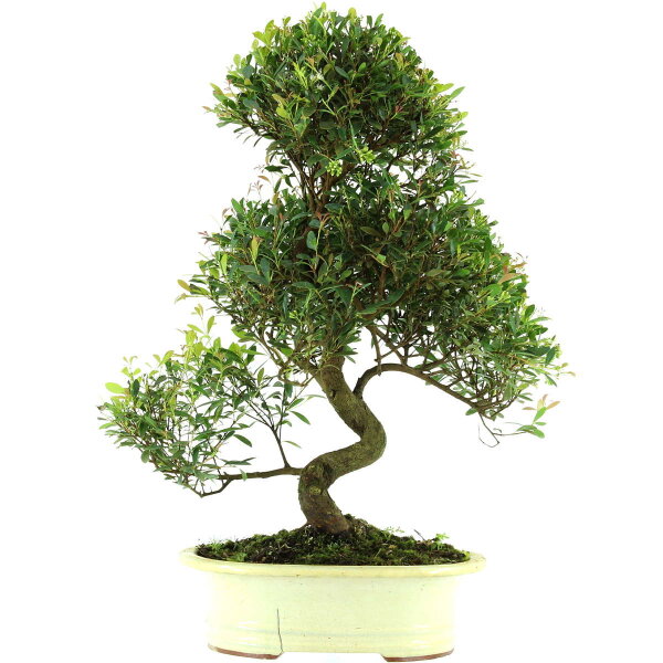 Syzygium, Bonsai, 14 letnie, §63§cm