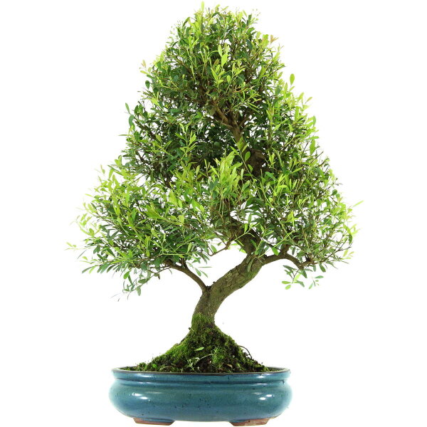 Brush cerry, Bonsai, 14 years, 56cm