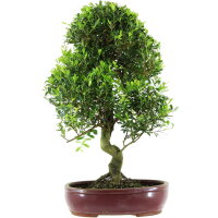 Syzygium, Bonsai, 14 años, 60cm