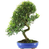 Brush cerry, Bonsai, 14 years, 54cm