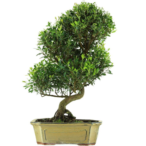 Eugenia, Bonsai, 14 anni, 60cm