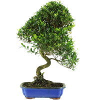 Syzygium, Bonsai, 14 años, 56cm