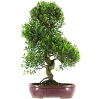 Syzygium, Bonsai, 14 años, 60cm