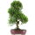 Brush cerry, Bonsai, 14 years, 60cm