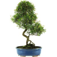 Brush cerry, Bonsai, 14 years, 64cm