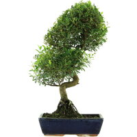 Syzygium, Bonsai, 14 años, 58cm