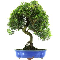 Eugenia, Bonsai, 14 anni, 54cm