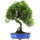 Brush cerry, Bonsai, 14 years, 54cm