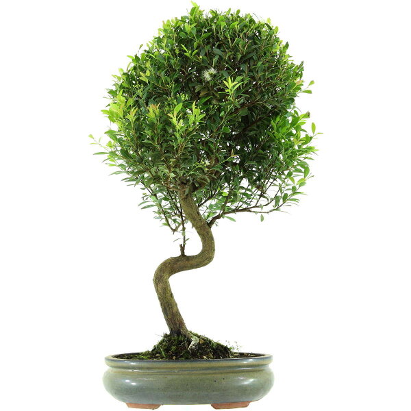 Eugenia, Bonsai, 14 ans, 60cm