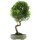 Brush cerry, Bonsai, 14 years, 60cm