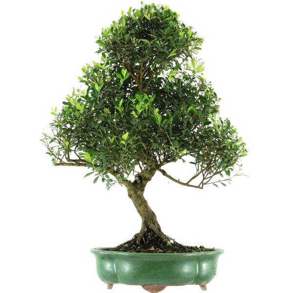 Eugenia, Bonsai, 14 ans, 63cm