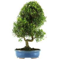 Syzygium, Bonsai, 14 letnie, §66§cm