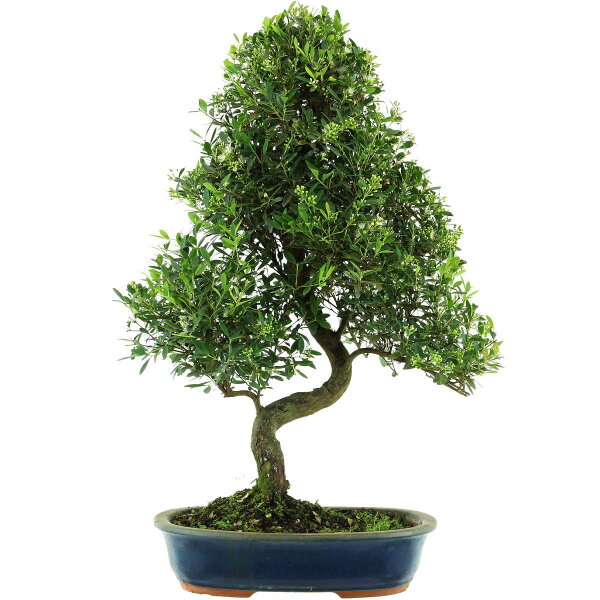 Brush cerry, Bonsai, 14 years, 63cm