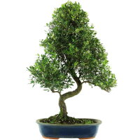 Syzygium, Bonsai, 14 letnie, §63§cm