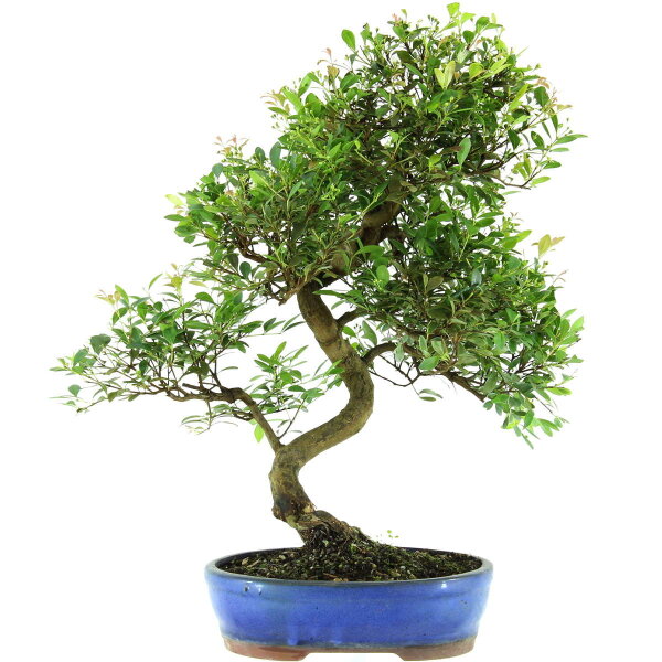 Syzygium, Bonsai, 14 años, 55cm