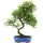 Brush cerry, Bonsai, 14 years, 55cm