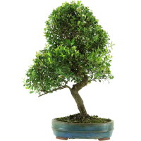 Eugenia, Bonsai, 14 anni, 57cm